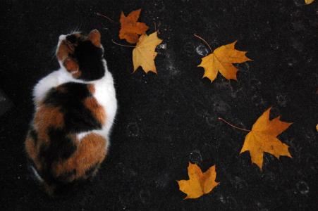 猫，秋天，叶子，三色