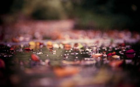 宏，水坑，秋天，叶子，照片，水，滴，溅，公园