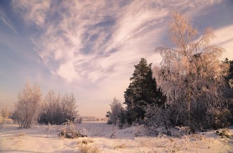 树，天空，雪，冬天，柔和的色彩，和谐，维亚切斯拉夫Mishchenko