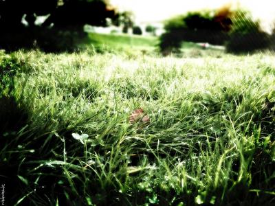 绿草，清晨的露珠，性质，新鲜