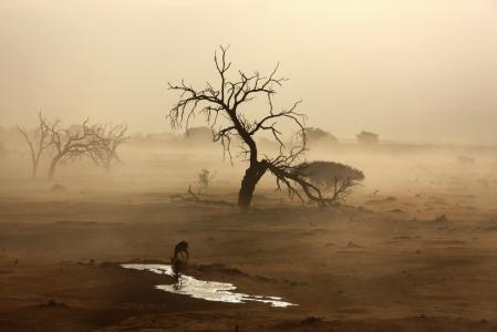 纳米比亚，沙漠南部，沙，暴风雨，浇水，羚羊