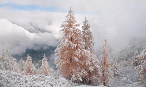 粉红色的冷杉，雪，山，天空，云，山谷，米哈伊利克谢尔盖