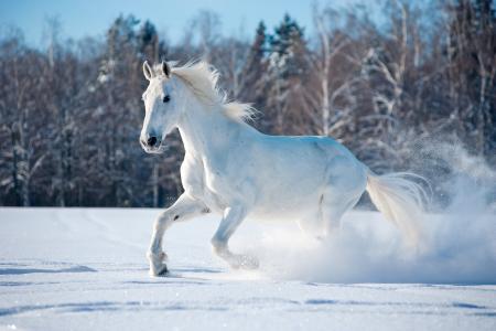 马，冬天，雪，性质