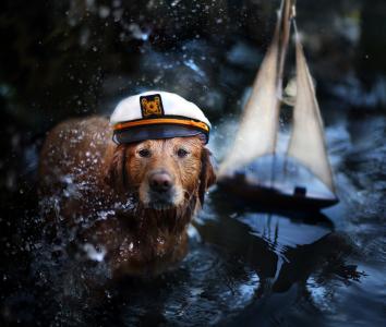 动物，狗，狗，猎犬，帽，水，船