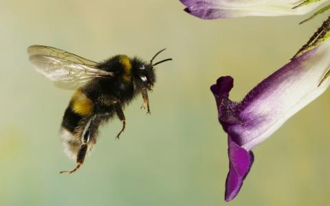 大黄蜂，紫色的花，条纹的腹部