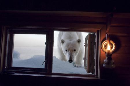 白熊，照片，积极，冬天，雪，窗口，惊喜