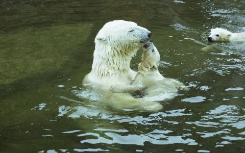 水库，北极熊，孩子与妈妈
