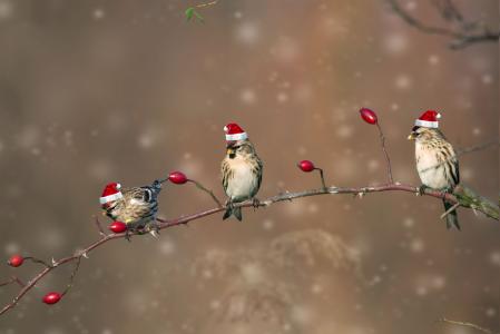 鸟，树枝，玫瑰果，圣诞节的时候，创意