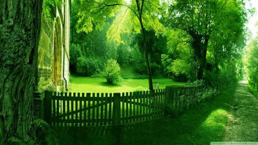 绿色，森林，路径，篱笆，树