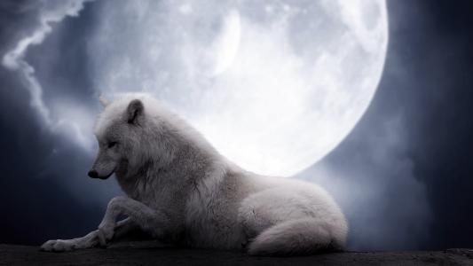 晚上，幻想，美女，狼，白，月亮，狼