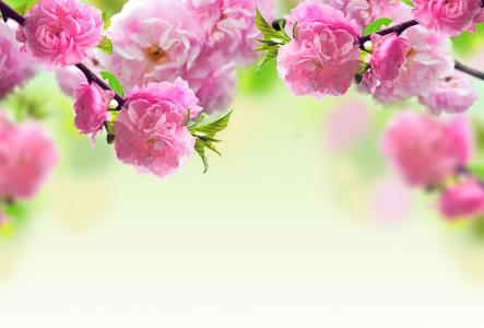 粉红色的花朵，春天，开花