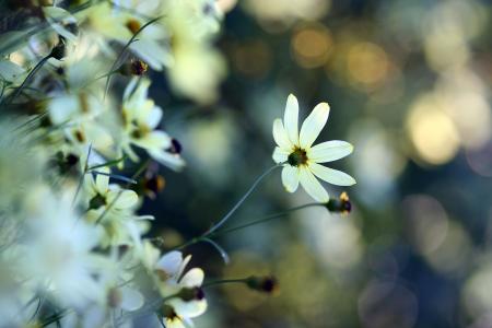 花，白，植物，眩光，柔情，宏观