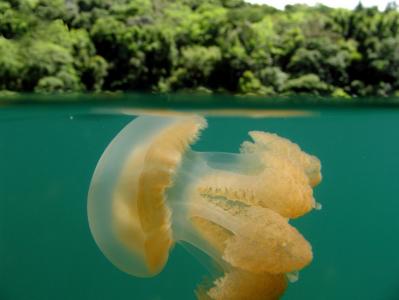 帕劳，水母湖，自然奇观，美景