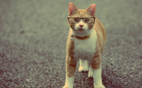 戴着眼镜，眼镜，猫的猫