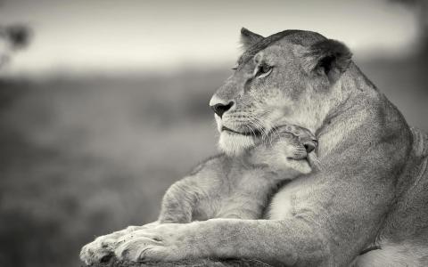 母狮，母狮，非洲，野生动物园