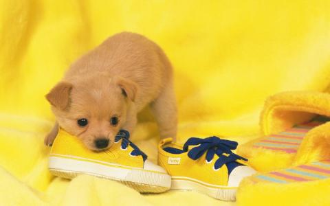 小狗，酷，美丽，运动鞋，黄色