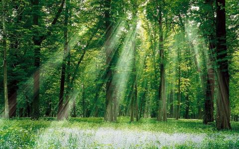 森林，树木，草，太阳的光芒
