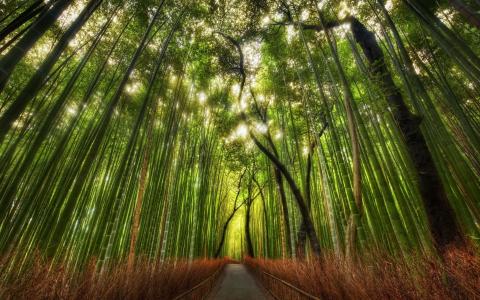 性质，竹，路径，路径，森林