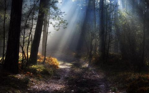 森林，森林道路，阴霾，太阳的光芒