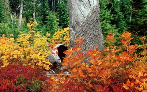 性质，秋季，森林，树木，树叶，树干，树皮，涂料