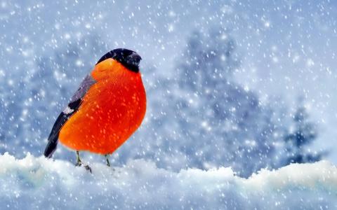 红腹灰雀，世界鸟类，艺术，冬天