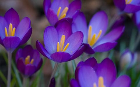 番红花，报春花，紫色，紫罗兰色，春天，鲜花，宏