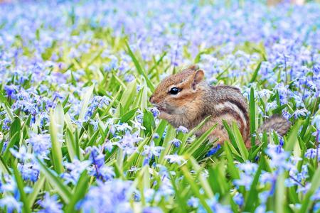 动物，小动物，啮齿动物，花栗鼠，林间空地，春天，鲜花