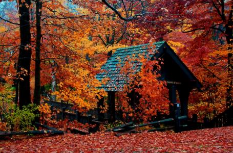 秋天，乔木，树木，公园，美丽