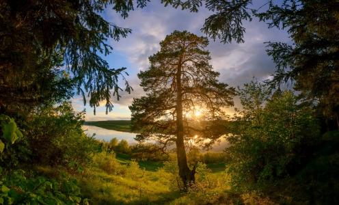 树，森林，绿色，黎明，眼睛，图拉，地区，阿列克谢Gorokhov