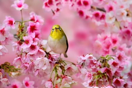 小鸟，日本的白眼，樱花，花，粉红色，树，春天