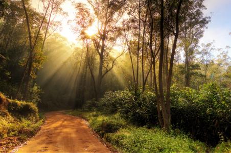森林，路，树，绿党，灌木，太阳的光芒