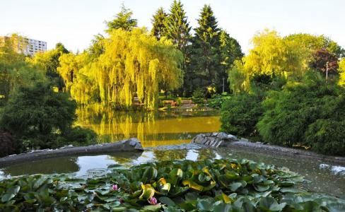 自然，公园，加拿大，温哥华，树木，池塘