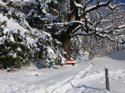 树，雪，店，冬天