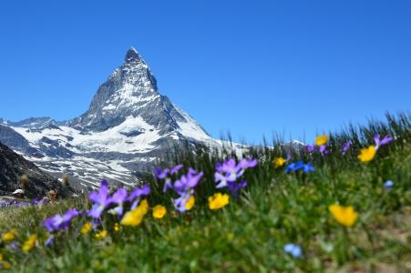 山，自然，瑞士阿尔卑斯山，鲜花，雪，天空