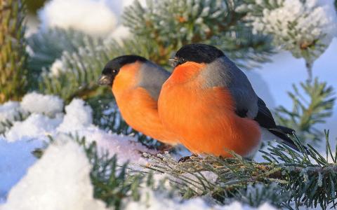鸟，红腹灰雀，分支，雪