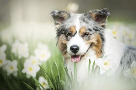 狗，性质，春天，查看，脸，鲜花，狗，水仙花，澳大利亚牧羊犬，澳大利亚