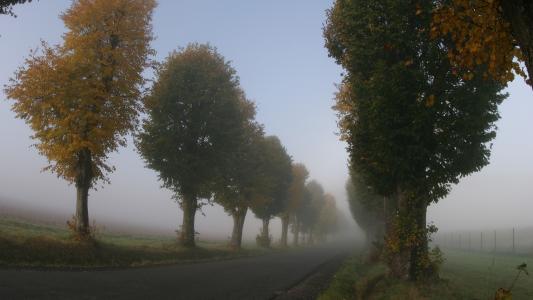 松树，树，薄雾，路径