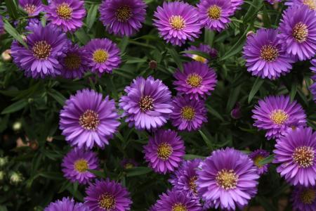 紫色，玛格丽塔，花朵