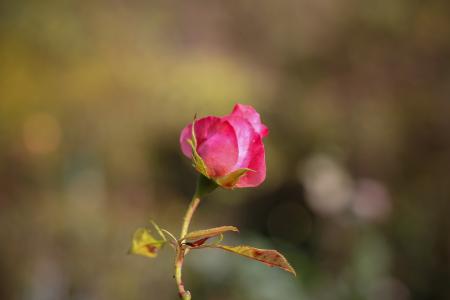 玫瑰，嫩，芽，尼基塔植物园