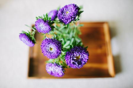 托盘，鲜花，紫苑