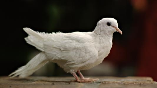 鸽子，白色的羽毛，粉红色的喙
