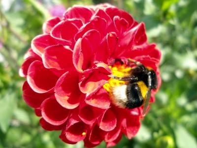马奥莱，蜜蜂，红色，大丽花