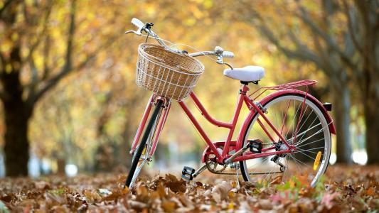 胡同，树木，自行车，叶子，秋天，天空，美女
