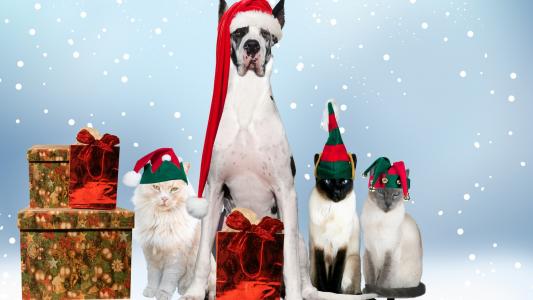 狗，猫，新年，艺术，新年，冬天，2014年，圣诞快乐，假期