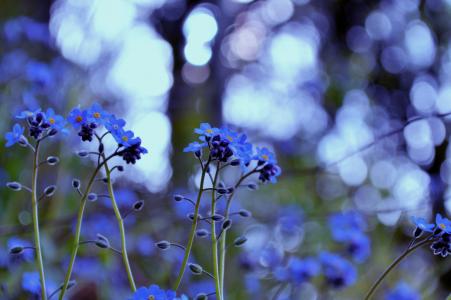 光，颜色，鲜花，眩光，草，植物，蓝色，勿忘我