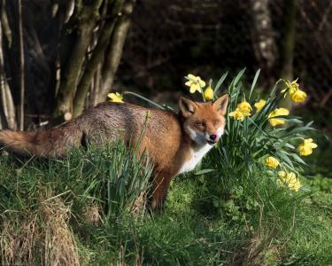 自然，春天，狐狸，狐狸，草，鲜花，水仙花