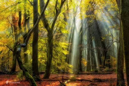 森林，树干，叶子，光线，拉斯范德戈尔