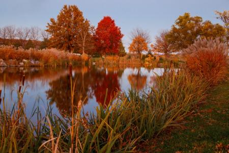 自然，秋季，池塘，湖，芦苇，反射