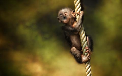 绳子，幼崽，猴子