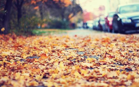 路边，汽车，叶子，秋天